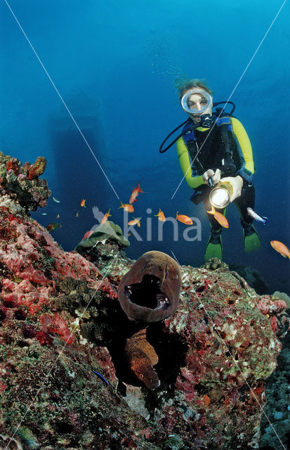 yellow-edged moray (Gymnothorax flavimarginatus)