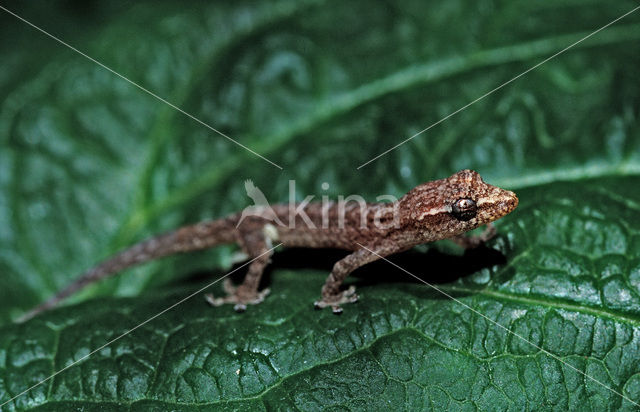 wall gecko