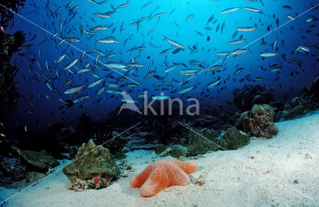 Neon fuselier (Pterocaesio tile)