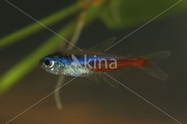 Neon tetra (Paracheirodon innesi)