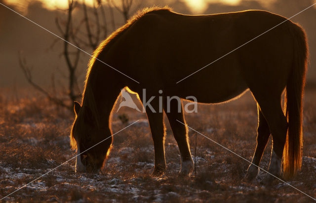 New Forest pony (Equus spp.)