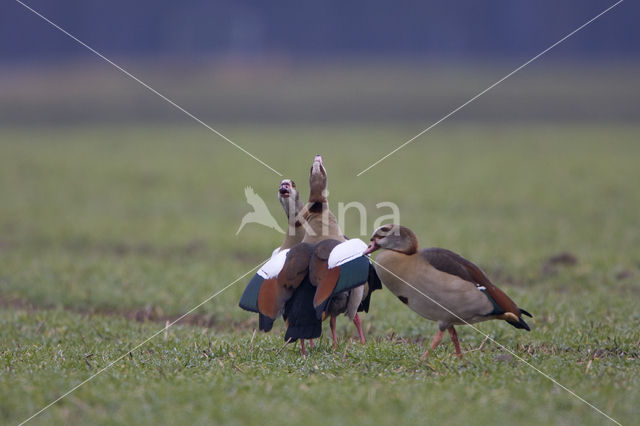 Egyptian Goose (Alopochen aegyptiaca)