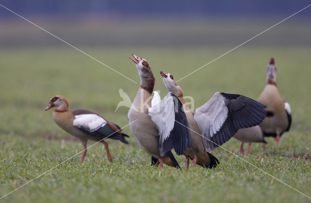 Egyptian Goose (Alopochen aegyptiaca)