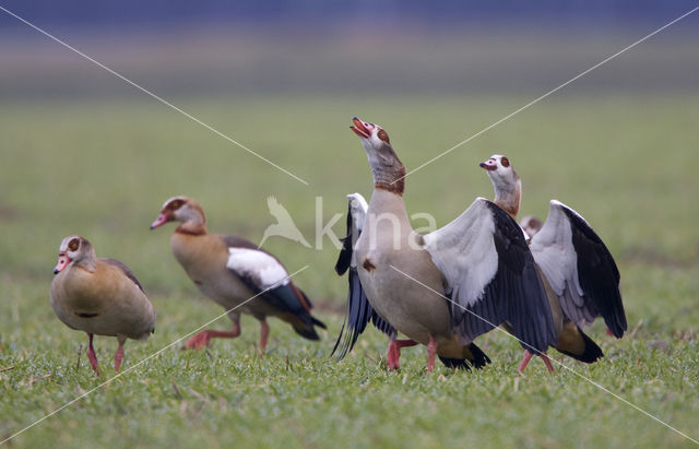 Egyptian Goose (Alopochen aegyptiaca)