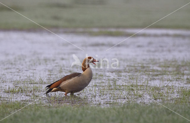 Egyptian Goose (Alopochen aegyptiaca)