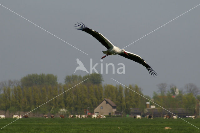 White Stork (Ciconia ciconia)