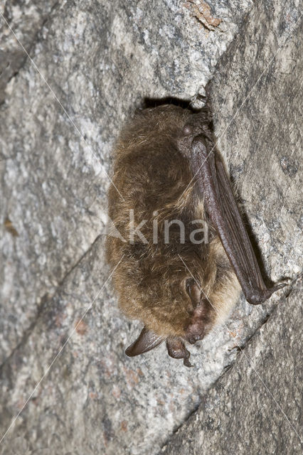 Brandt’s Bat (Myotis brandtii)