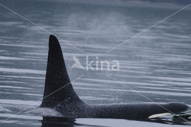 Killer Whale