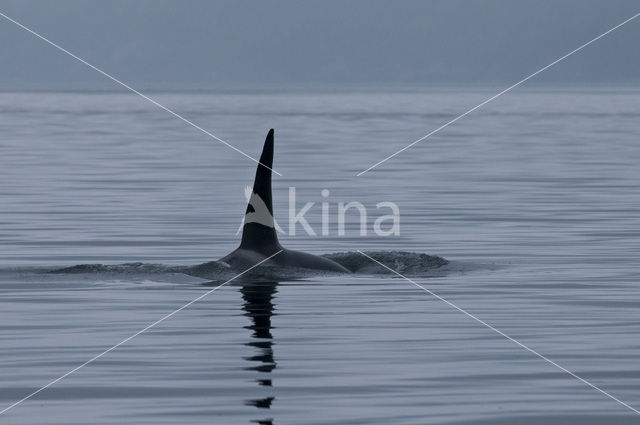 Killer Whale