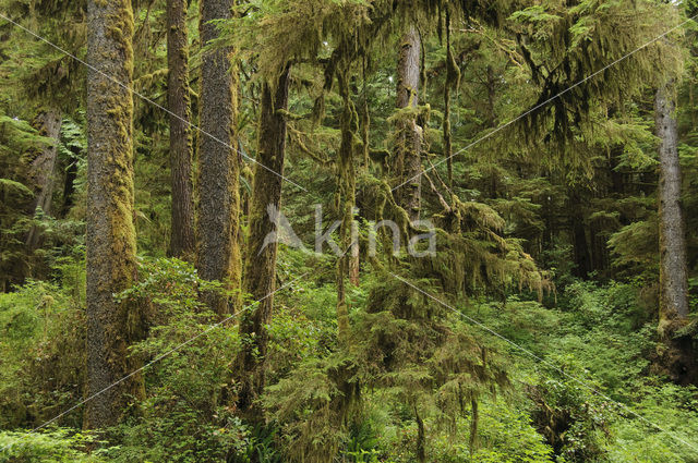 Pacific Rim National Park Reserve