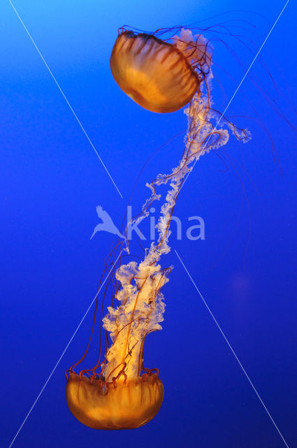 Pacific sea nettle