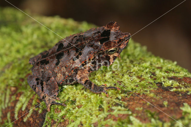 Pad (Bufo margaritifera)