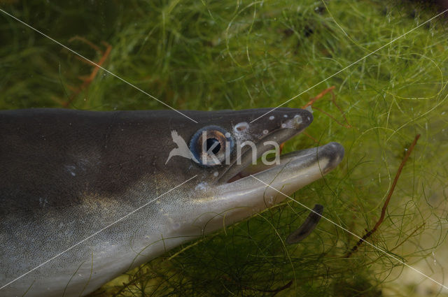 Eel (Anguilla anguilla)