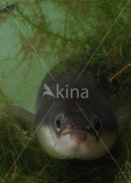 Eel (Anguilla anguilla)