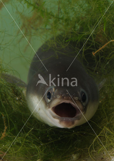 Eel (Anguilla anguilla)