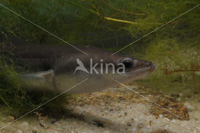 Eel (Anguilla anguilla)