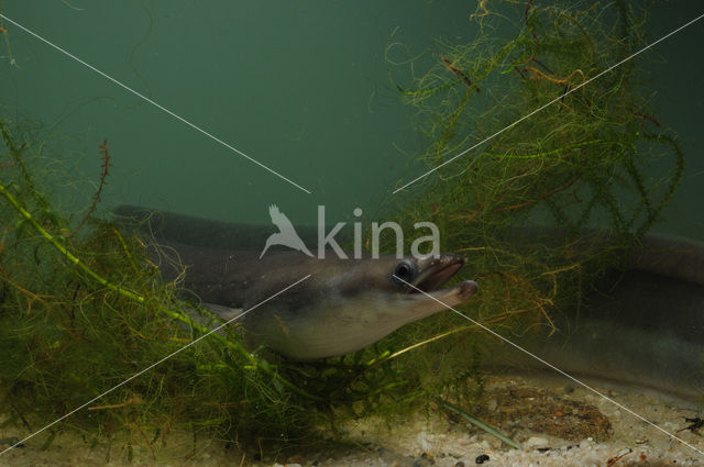 Eel (Anguilla anguilla)