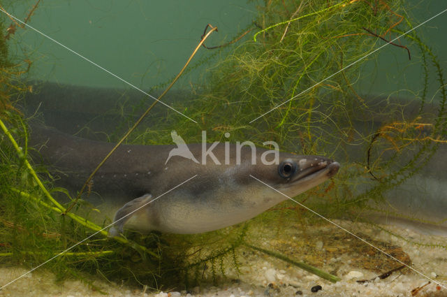 Eel (Anguilla anguilla)