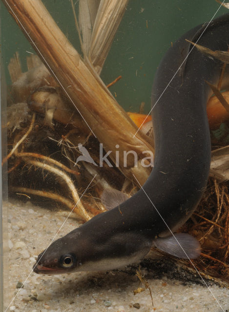 Eel (Anguilla anguilla)