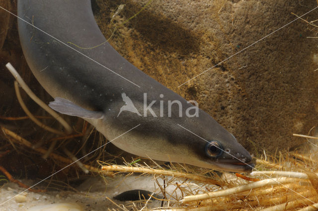 Eel (Anguilla anguilla)