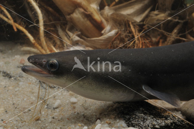 Eel (Anguilla anguilla)