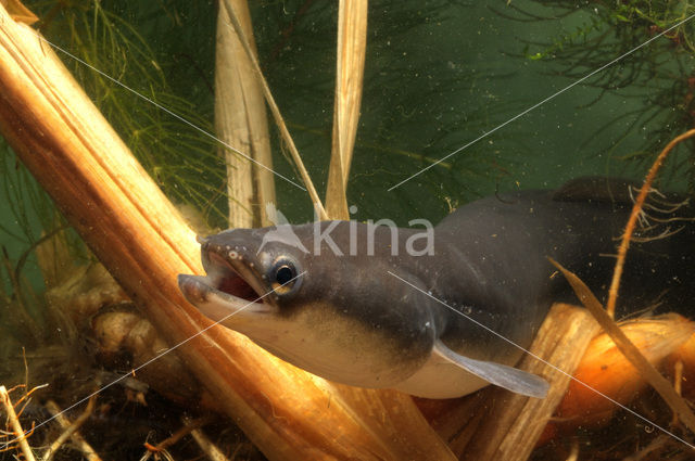 Eel (Anguilla anguilla)