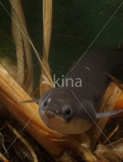 Eel (Anguilla anguilla)