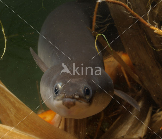 Eel (Anguilla anguilla)