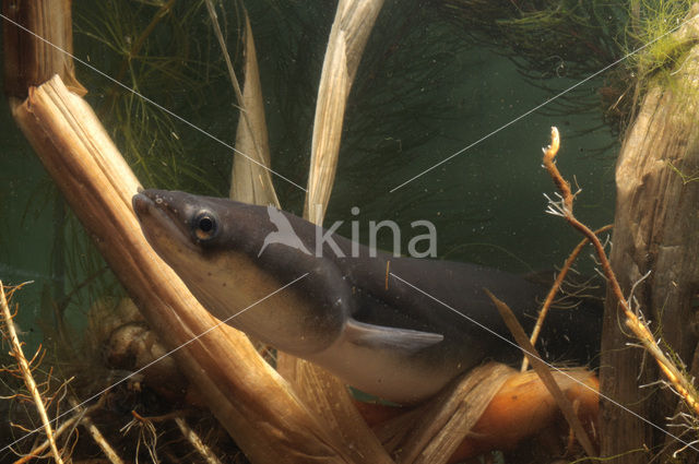 Eel (Anguilla anguilla)