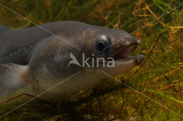 Eel (Anguilla anguilla)