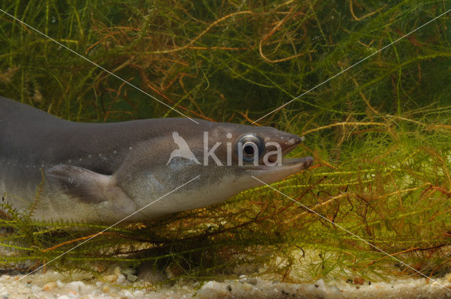 Eel (Anguilla anguilla)
