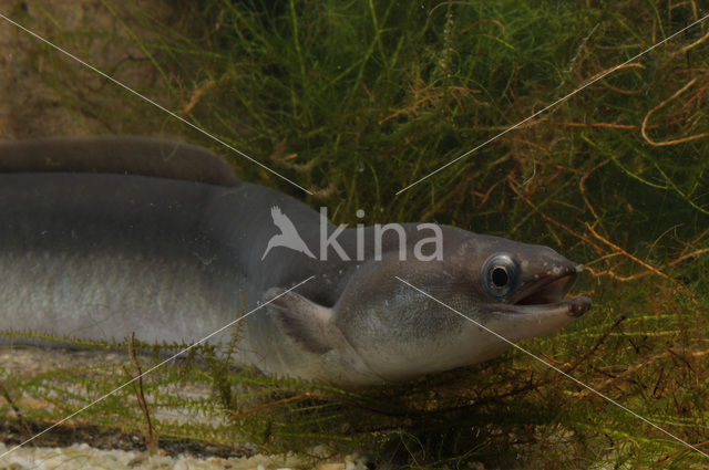 Eel (Anguilla anguilla)