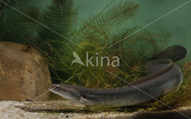 Eel (Anguilla anguilla)