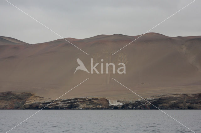 Paracas National Reserve