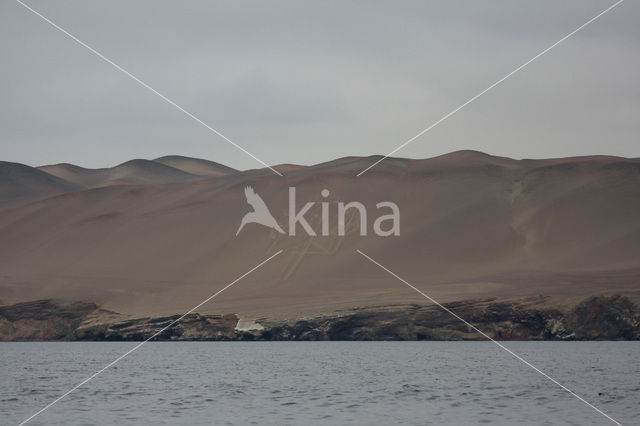 Paracas National Reserve