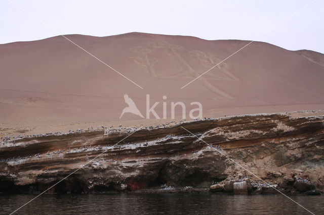 Paracas National Reserve