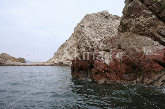 South American sea lion (Otaria flavescens)