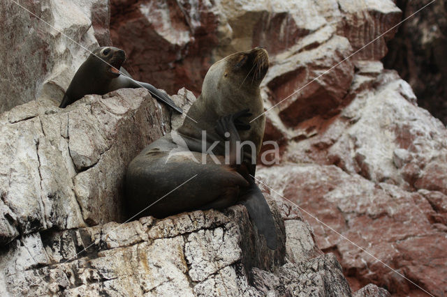 South American sea lion (Otaria flavescens)