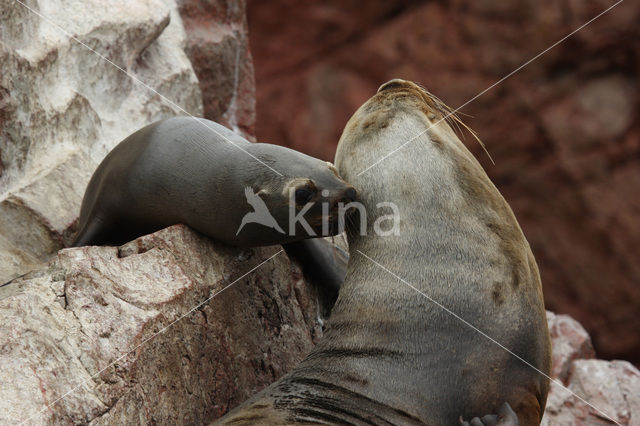 South American sea lion (Otaria flavescens)