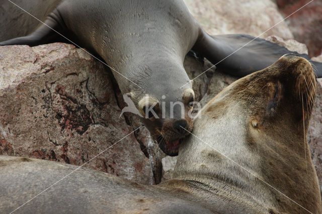 South American sea lion (Otaria flavescens)