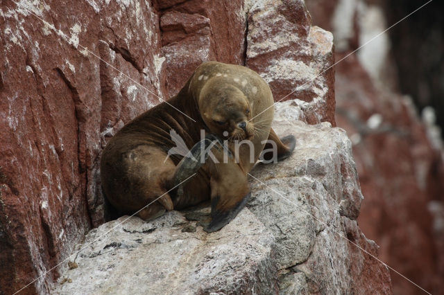 South American sea lion (Otaria flavescens)