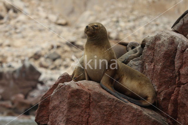 South American sea lion (Otaria flavescens)