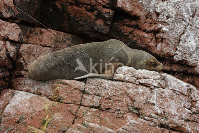 South American sea lion (Otaria flavescens)
