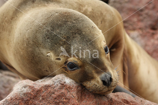 South American sea lion (Otaria flavescens)