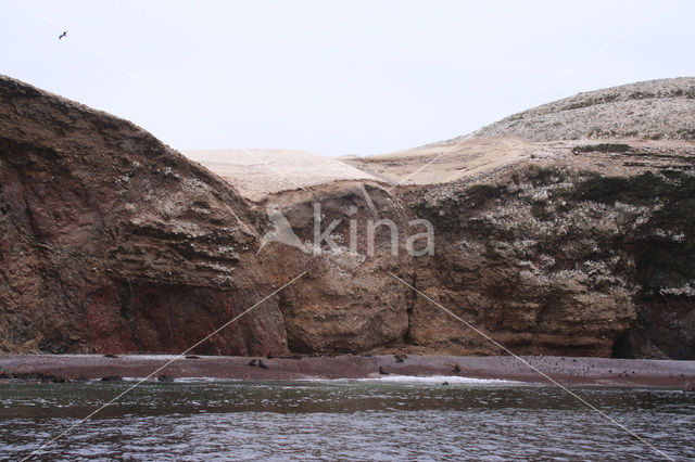 South American sea lion (Otaria flavescens)