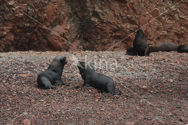 South American sea lion (Otaria flavescens)