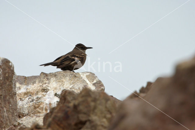 Peruvian Seaside Cinclodes (Cinclodes taczanowskii)