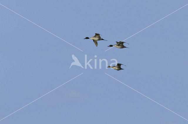 Northern Pintail (Anas acuta)