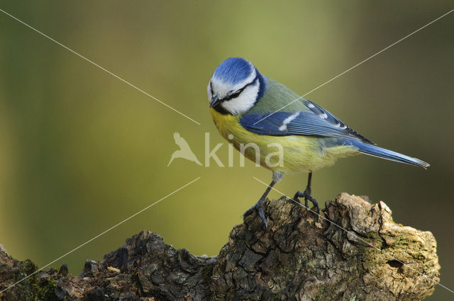 Blue Tit (Parus caeruleus)