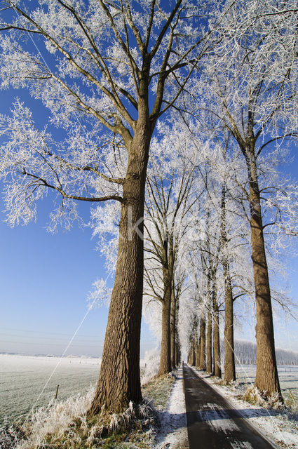 Poplar (Populus spec.)